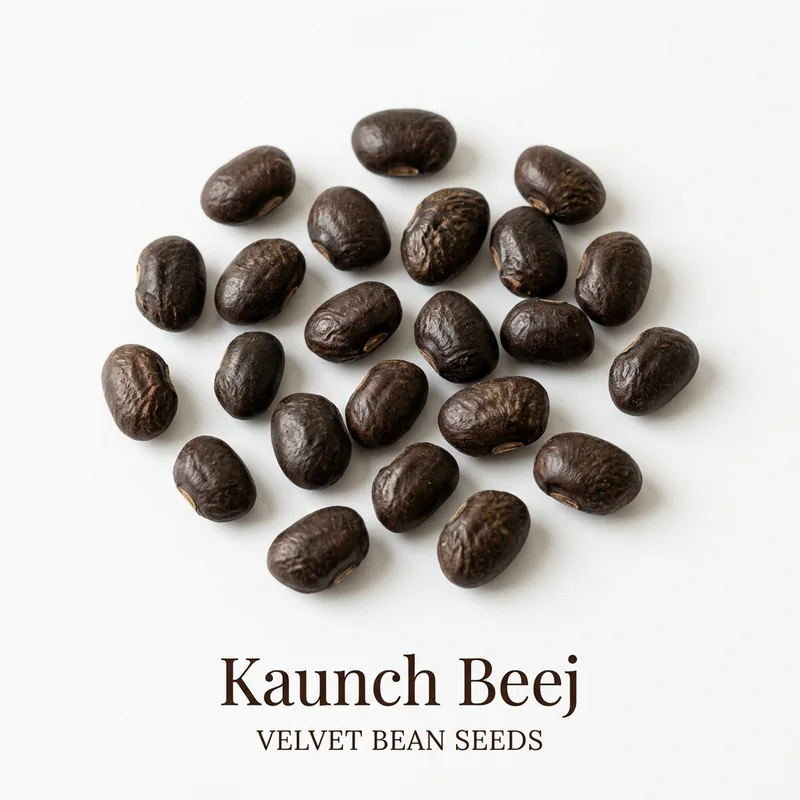 Kaunch Beej